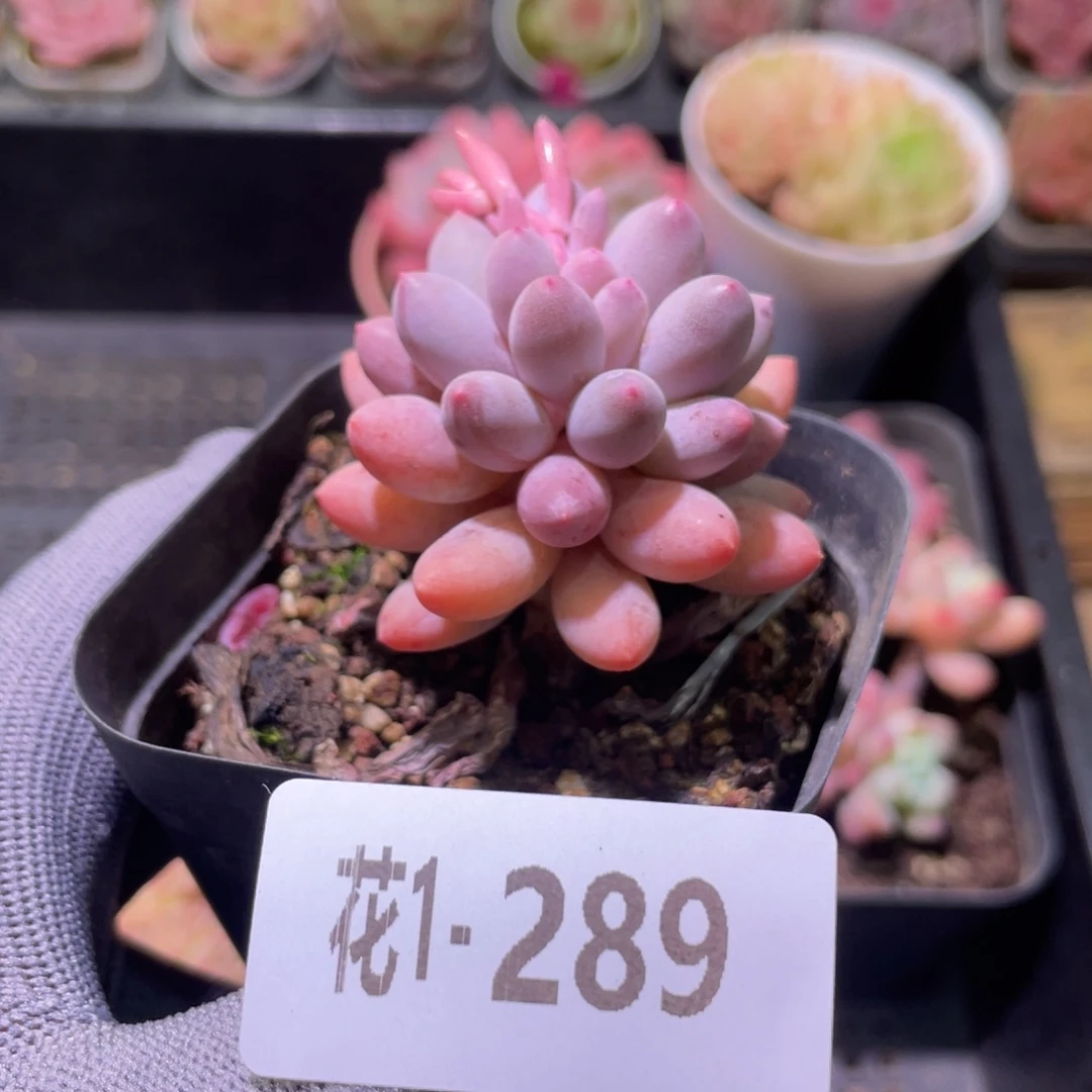 花利美1-289婴儿手指