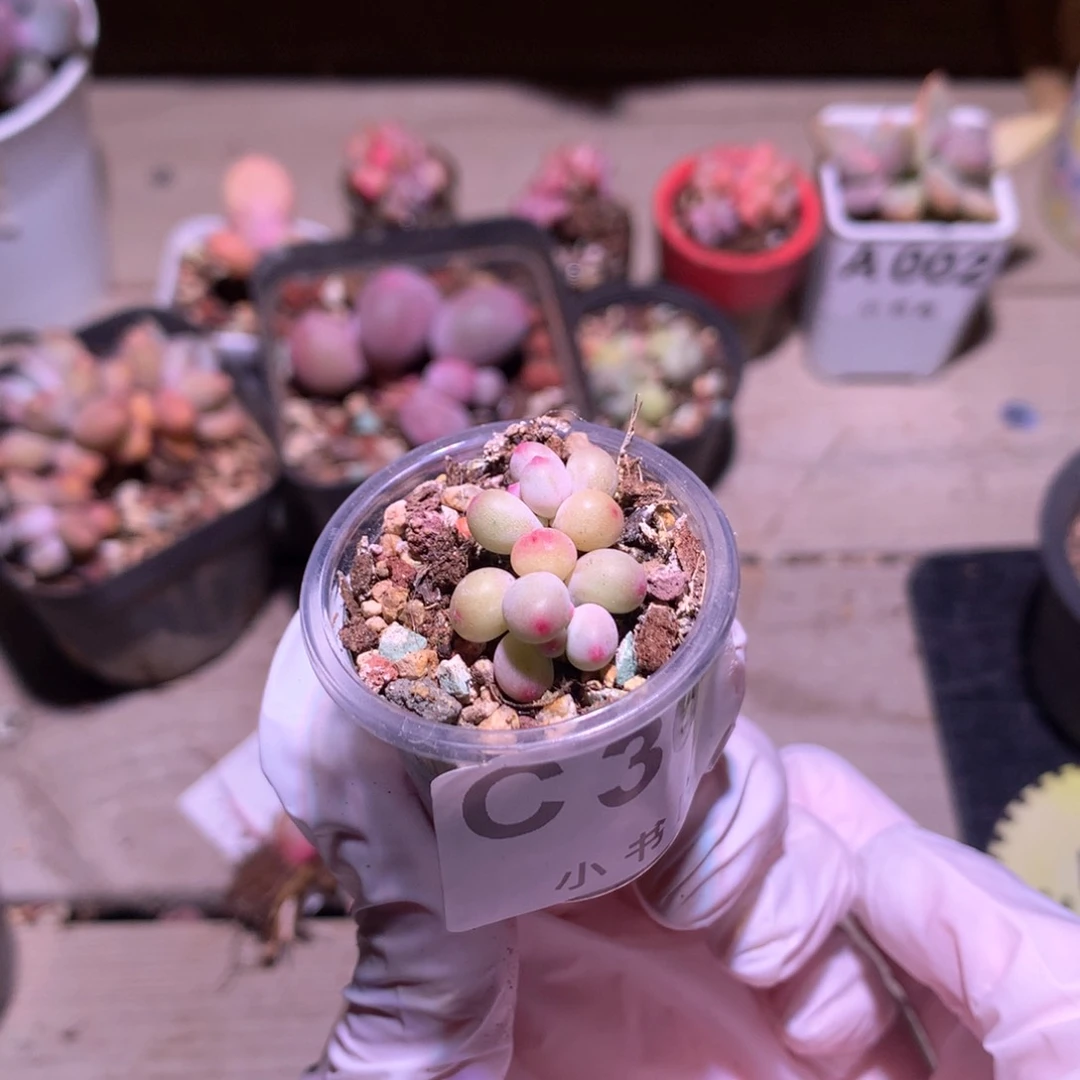 苹果奶酪多肉 苹果奶