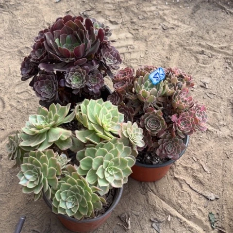 876多肉植物组合，