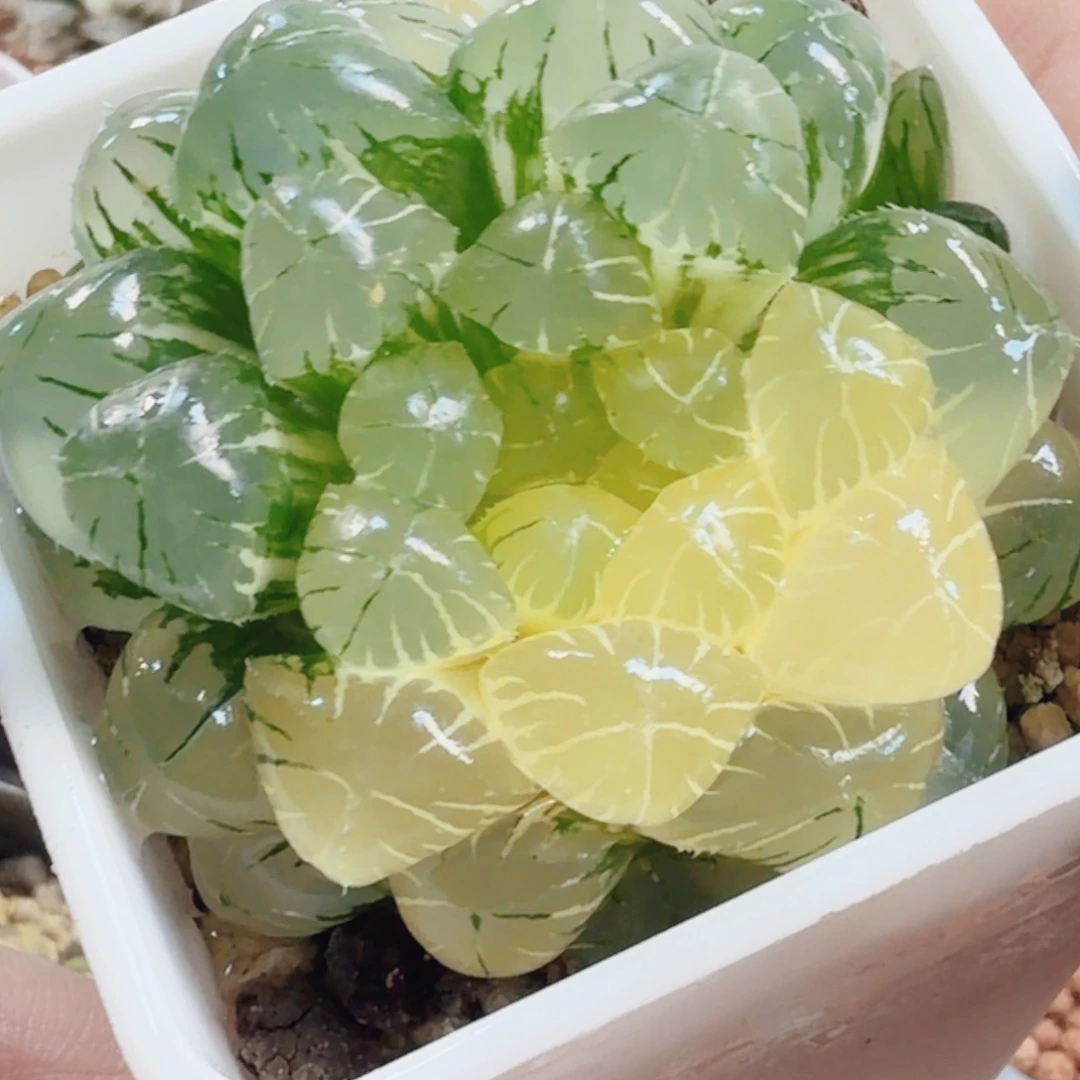 十二卷实生冰灯锦福利