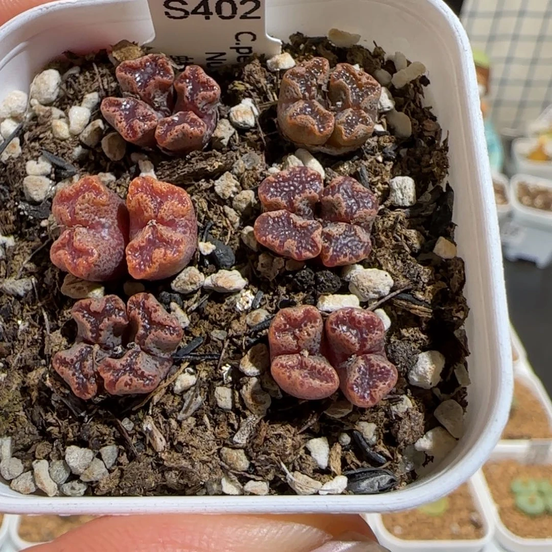 肉锥多肉植物组合-蝴蝶一盆福利54