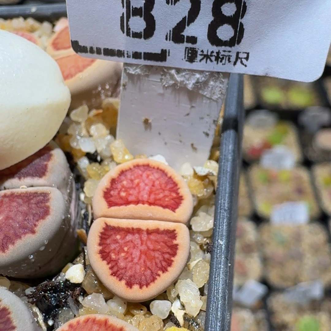Ssss精品生石花828