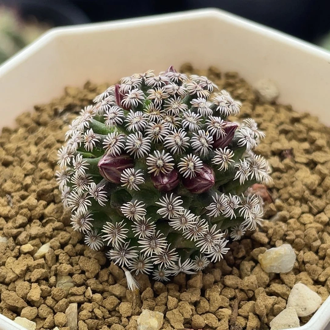 实生乳突克氏丸仙人球多肉