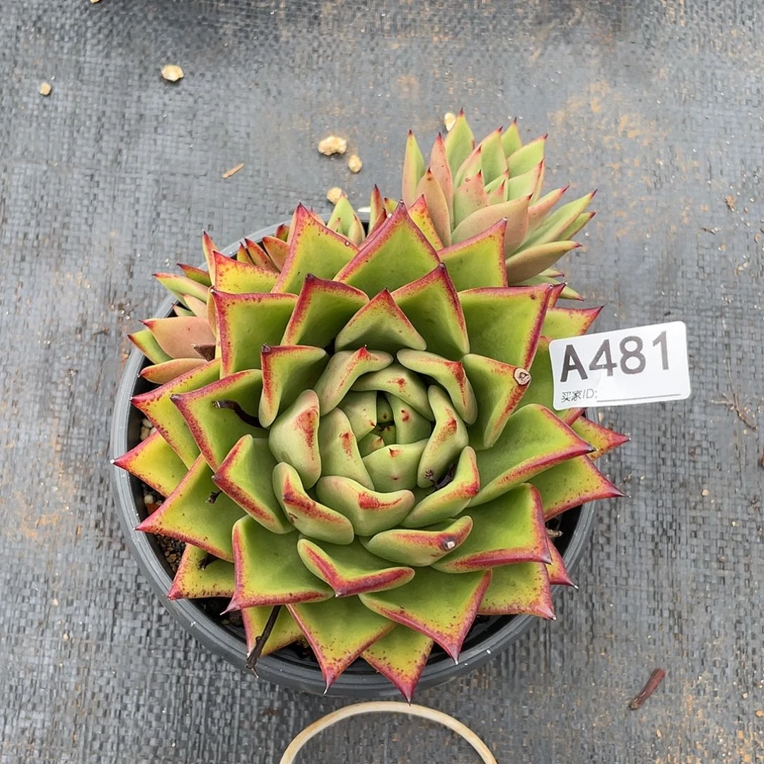 若如东云单拍A481