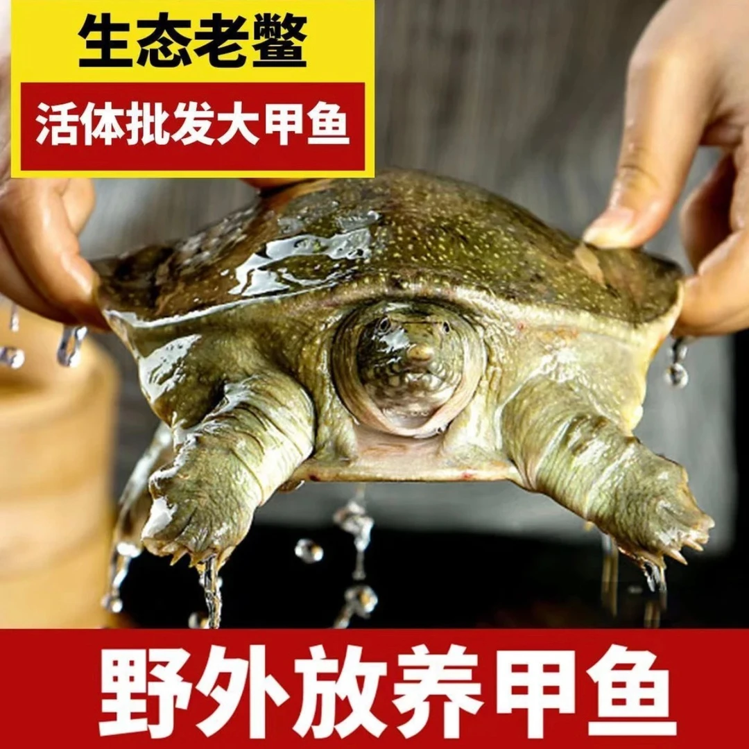 （2只装/5-6斤）外塘青黄背甲鱼5-6斤顺丰包邮【现场版】