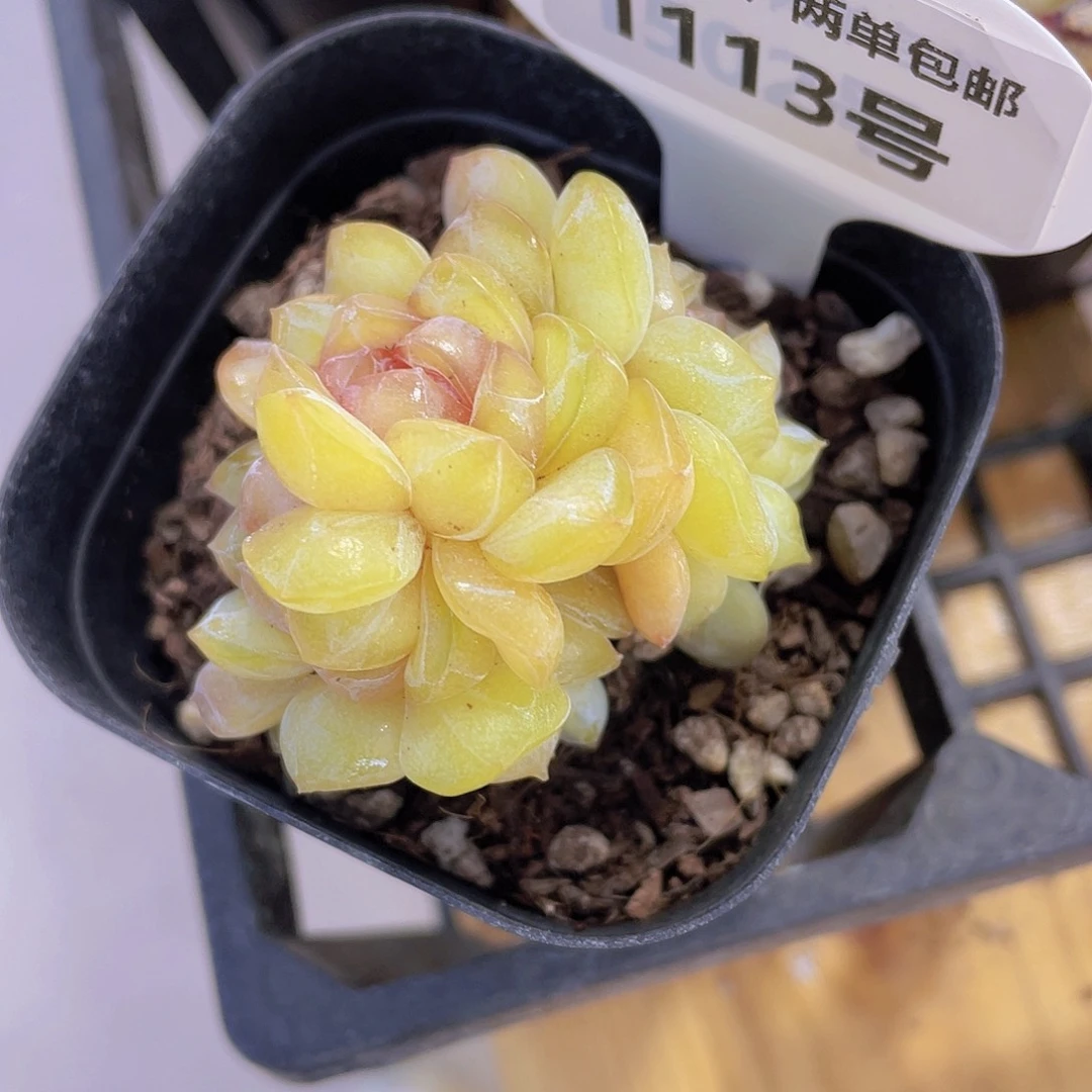 1113号 孤品糖心珍妮朵朵缀