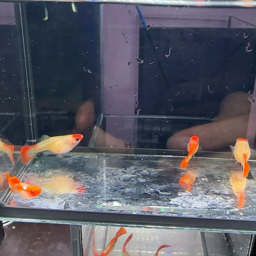 孔雀鱼短体深海蓝玻璃猫两对