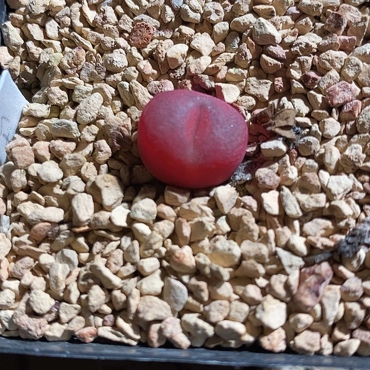 29343。   吕毛。   水蜜桃