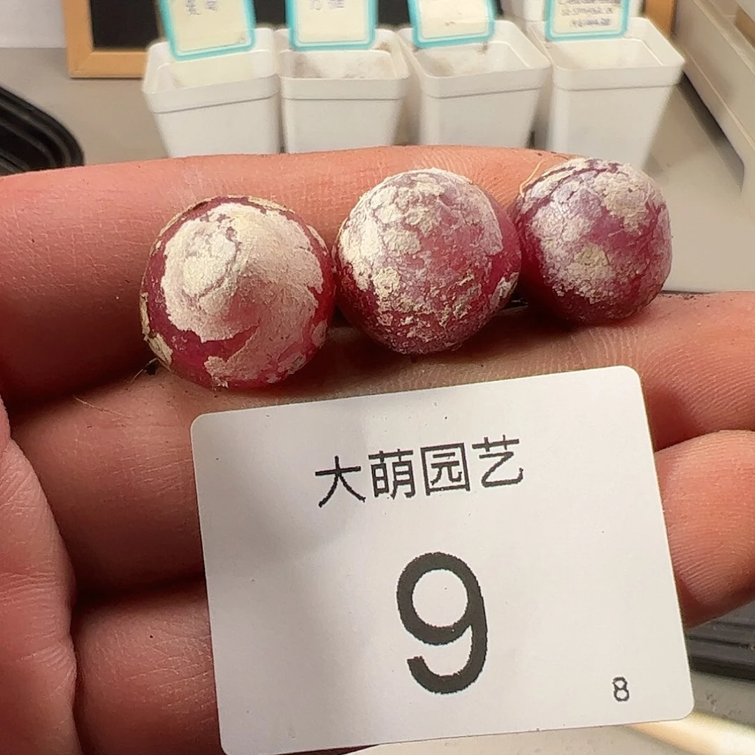 00009 一物一拍……