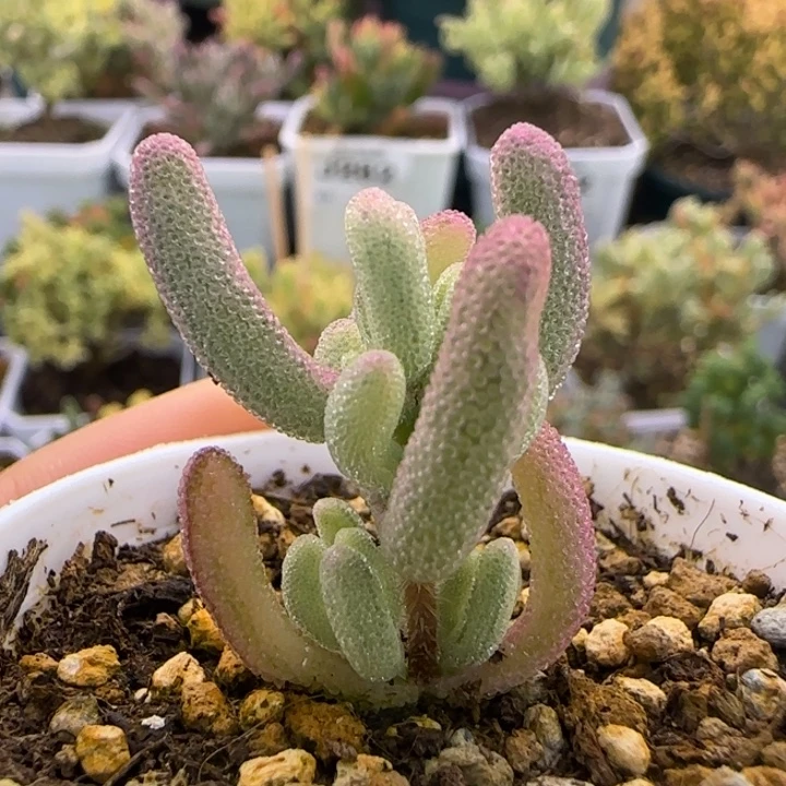 370-紫闪光带拉丝