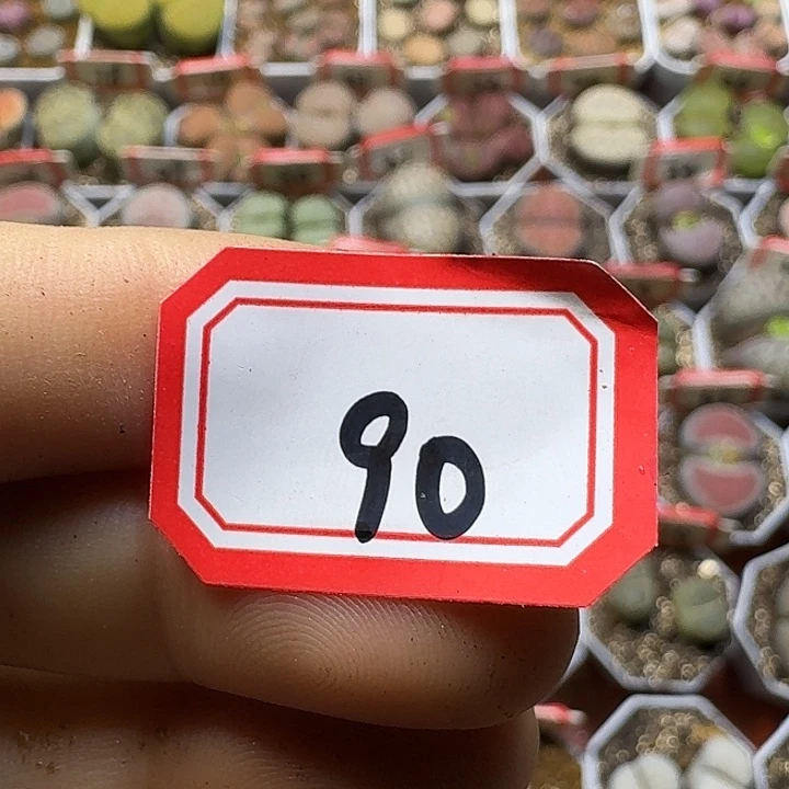 无***影生石花121212。   90