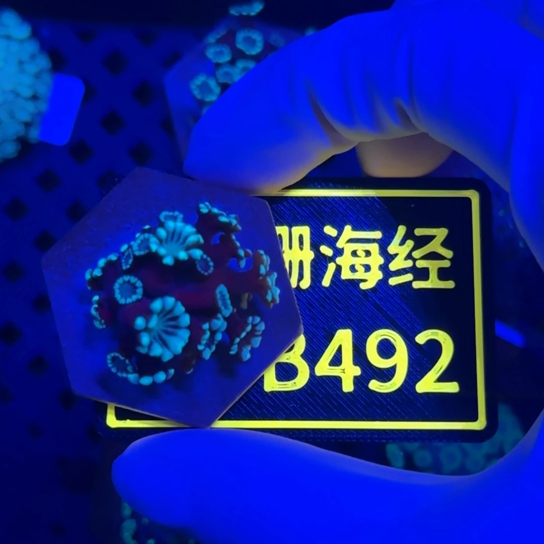 铁****纽扣珊瑚又又不包邮大花茉莉B492