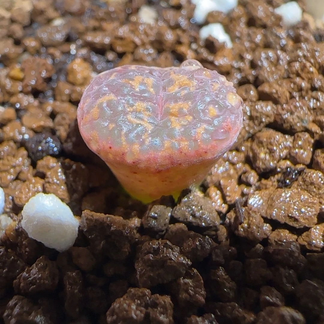 肉锥多肉植物组合-爱心勋章1016
