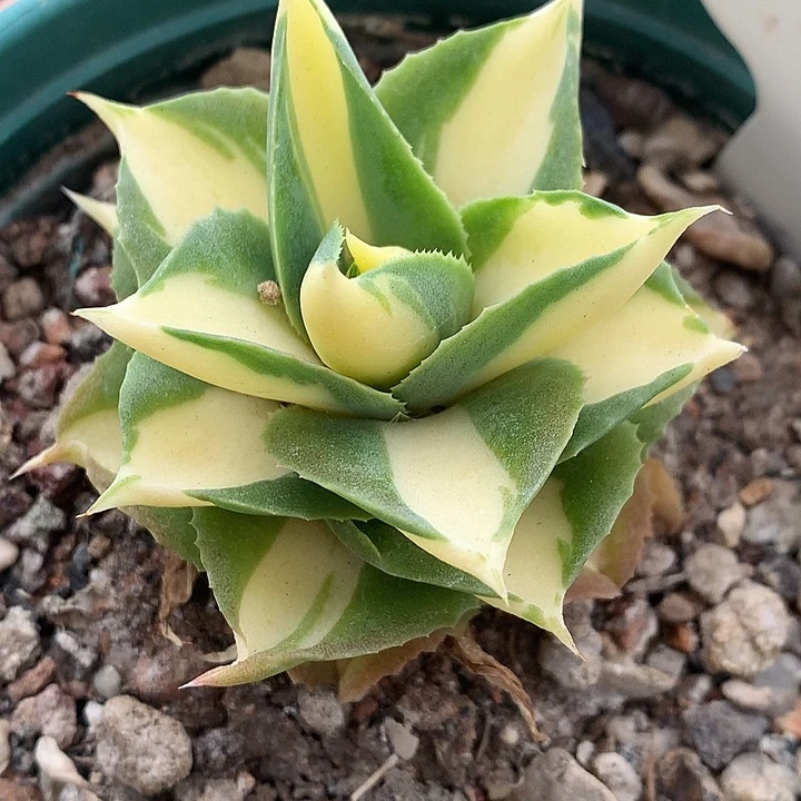 52王妃雷神6666666666