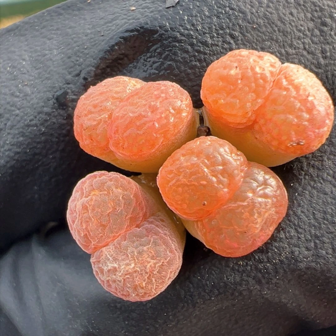 424号c10美风铃。