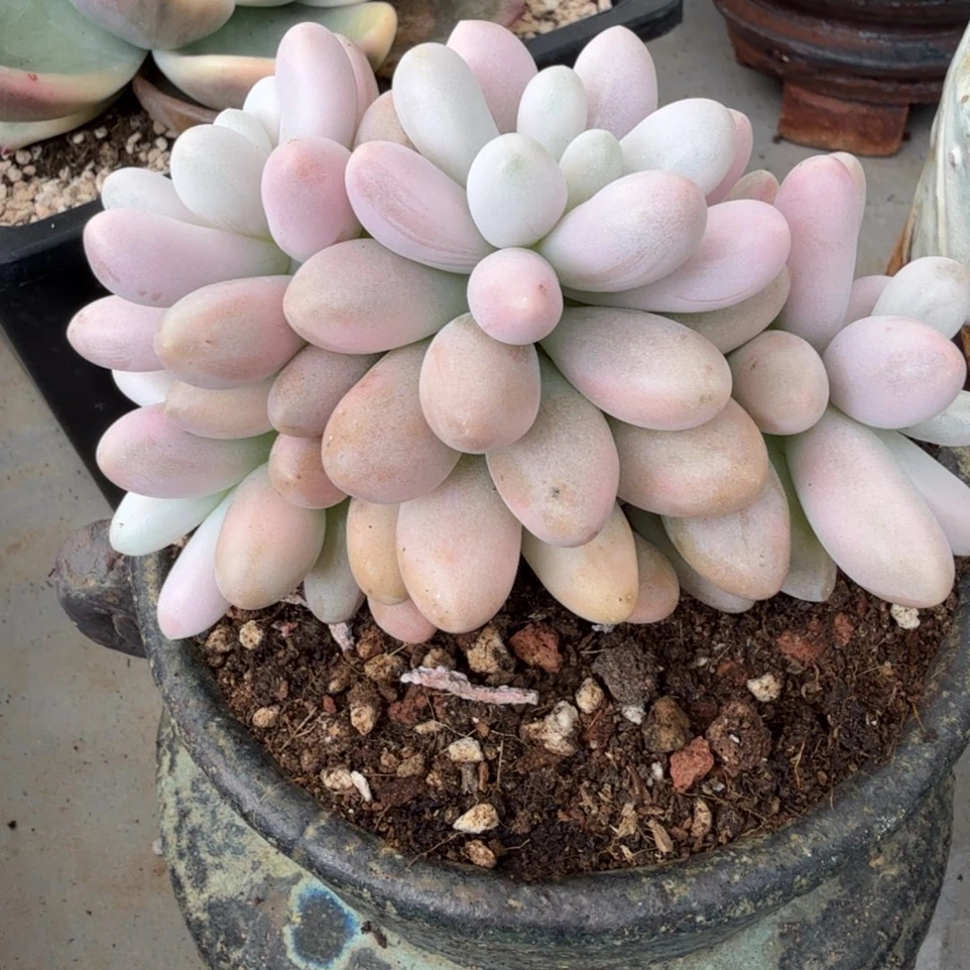 粉恋 安吉园艺锦锦