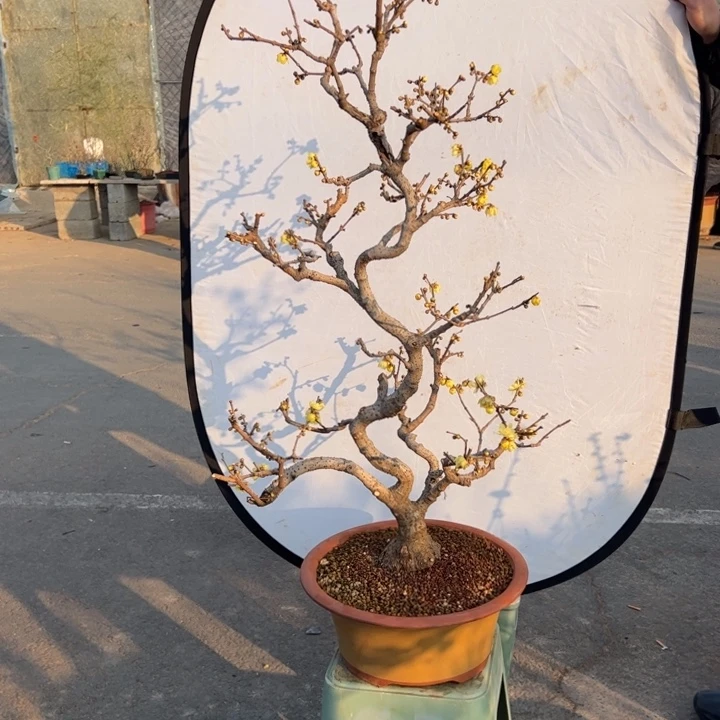菜***谭无花朵腊梅盆景腊梅盆景腊梅盆景