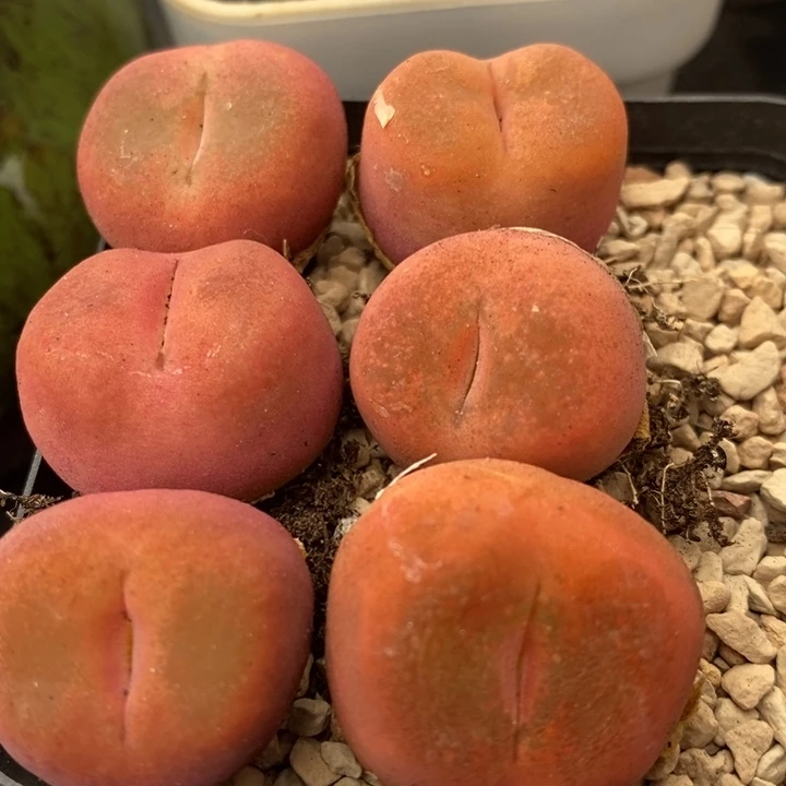 水蜜桃2颗一组一组