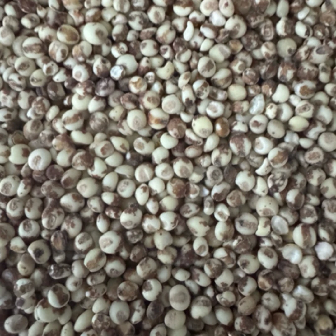 25年东北特产红粘高粮米，低脂低糖，含有丰富膳食纤维，营养丰富