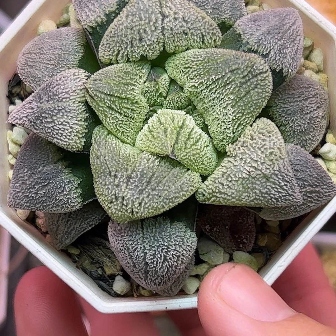 天鹅绒十二卷多肉植物园