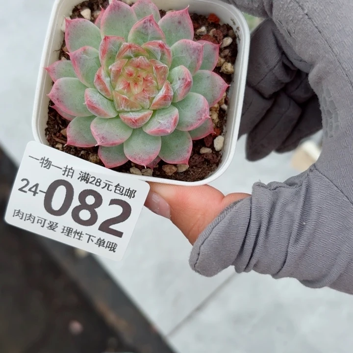 优选珍妮无盆土发货无