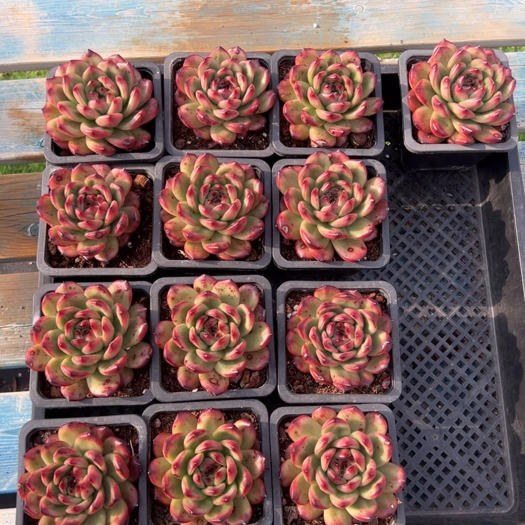 TM，图中任意一颗，尺寸8+