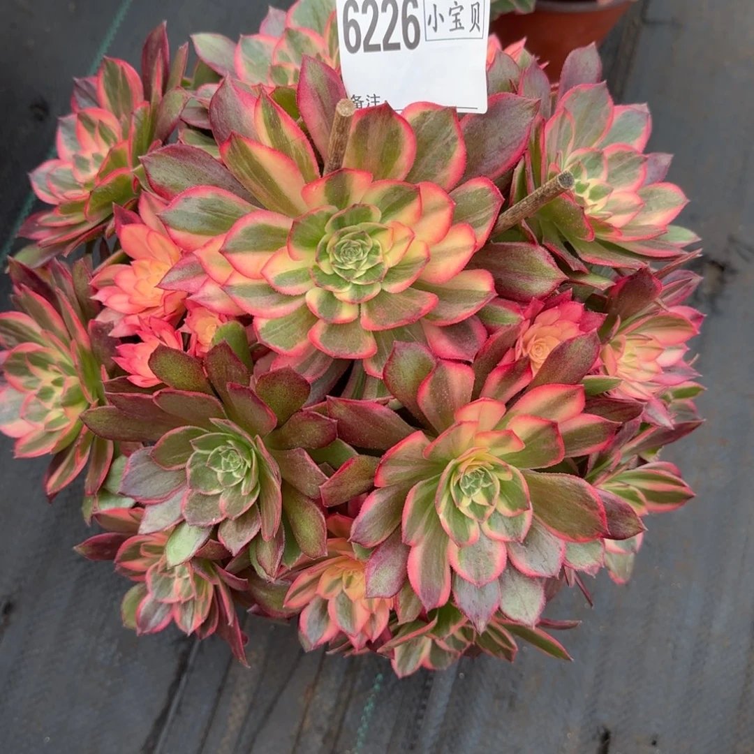 ꧁***꧂6226多肉黑魔锦多肉