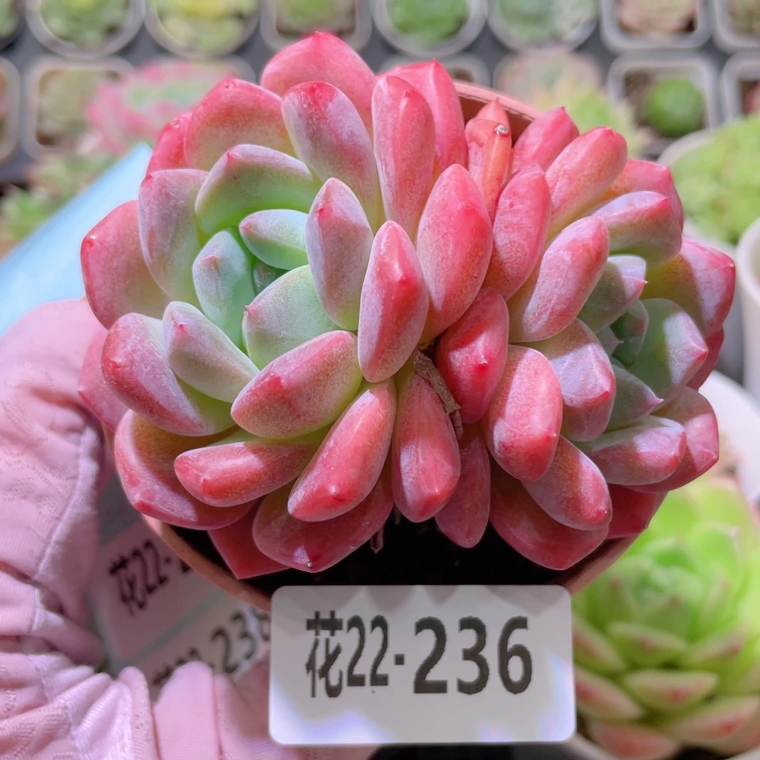 花利美22-236冰糖