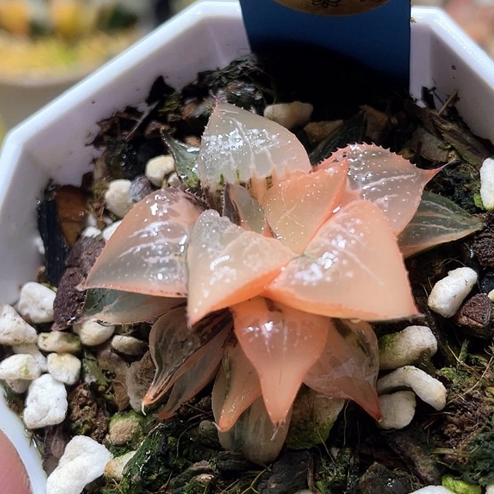 548糊趋势酒吞锦特选福利