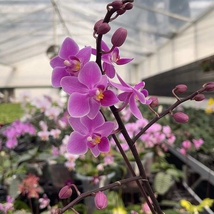 当前无花栽培后可以开花