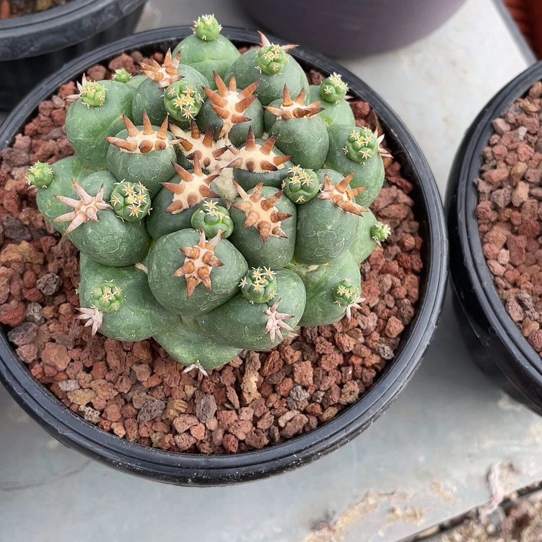 阿***芳仙人球侧牙自根短豪刺象牙