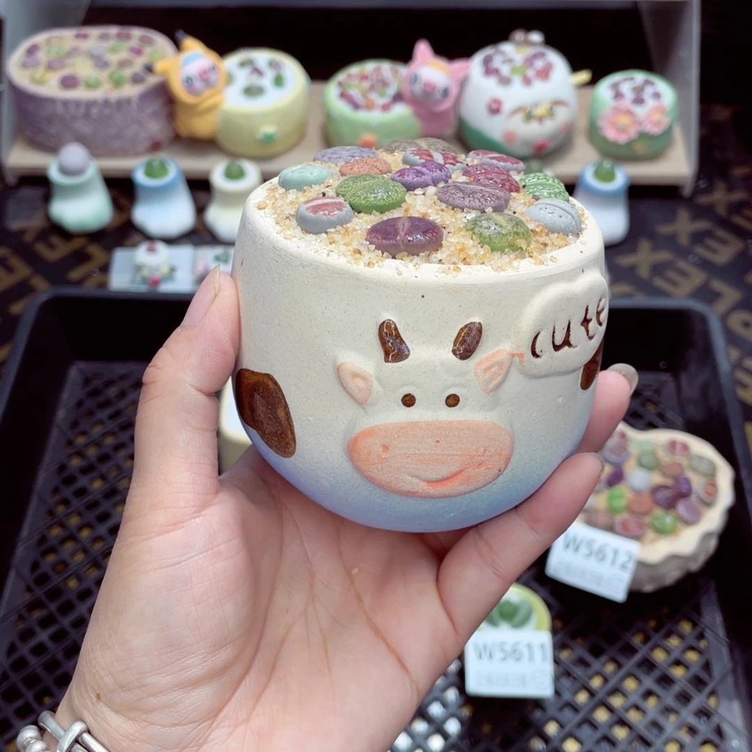 w5613 带盆土发货一物一拍