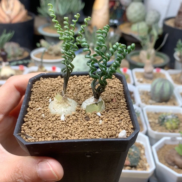 钢丝弹簧草带盆2颗