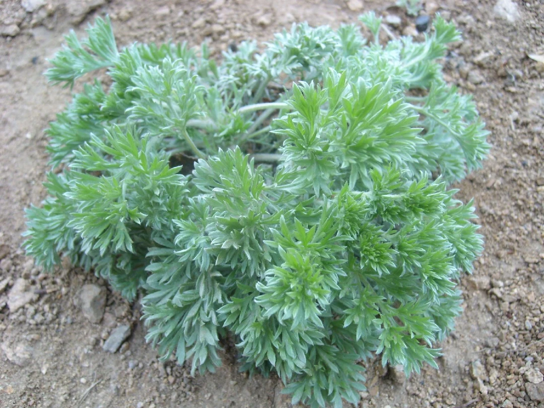米妹家（野山茵陈）米妹