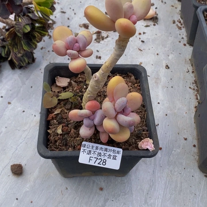 蛋黄奶老桩728多肉植物