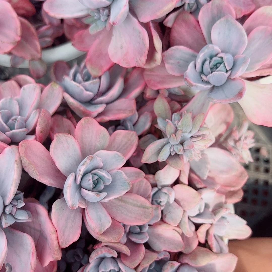 理查德夫人 多头群生