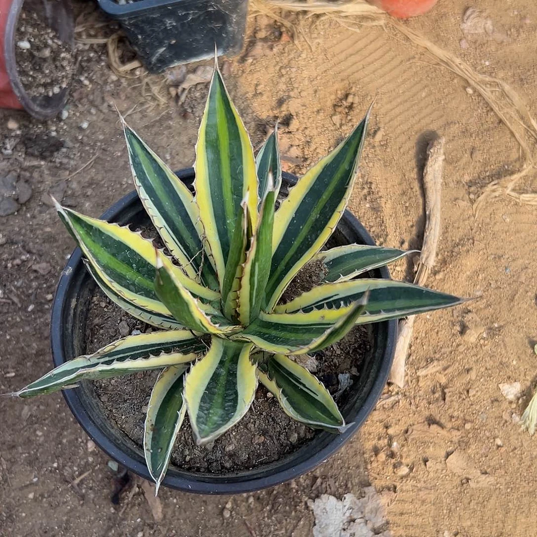 多肉植物五色万代