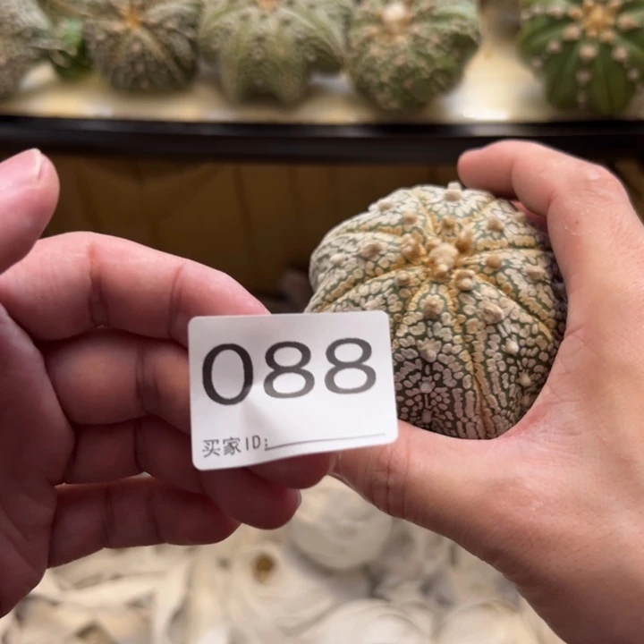 8***6兜星球仙人球088号球