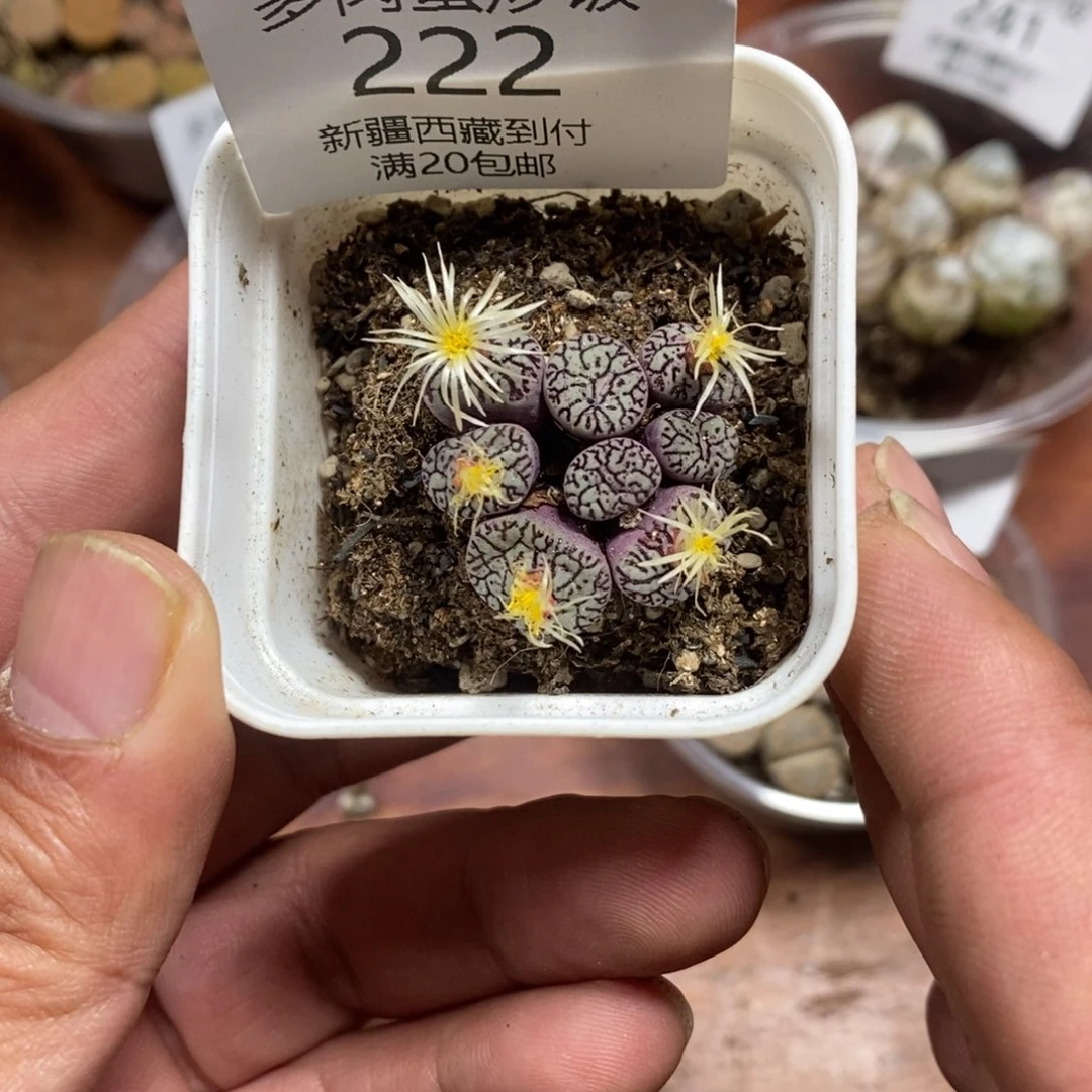 多肉蛋炒饭感谢您相伴222