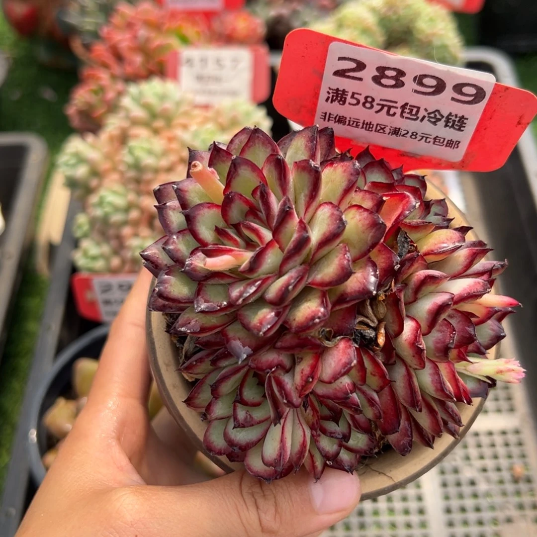 表妹精品精品多肉2899.