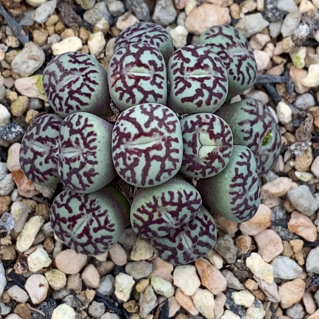 墨墨墨墨墨墨墨墨