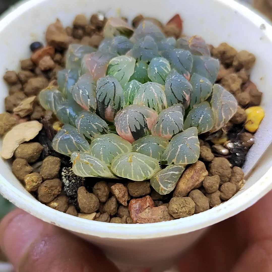 172号紫肌玉露锦 4.7厘米左右一物一拍带盆