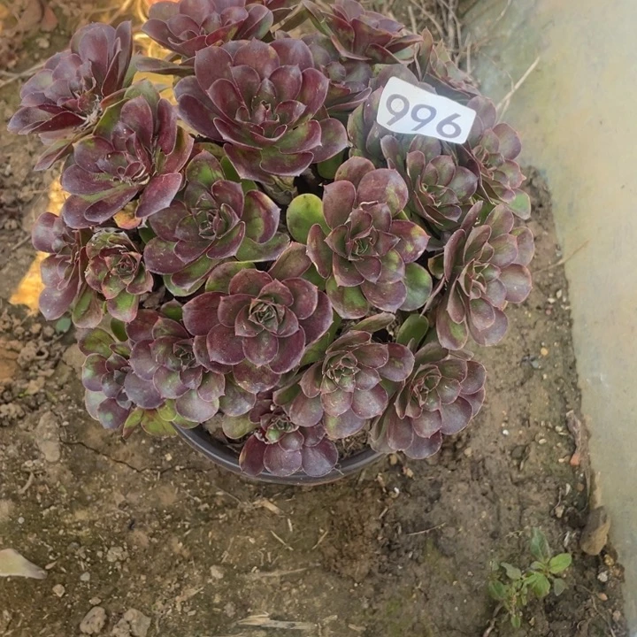 无花朵996多肉植物魅金玫瑰