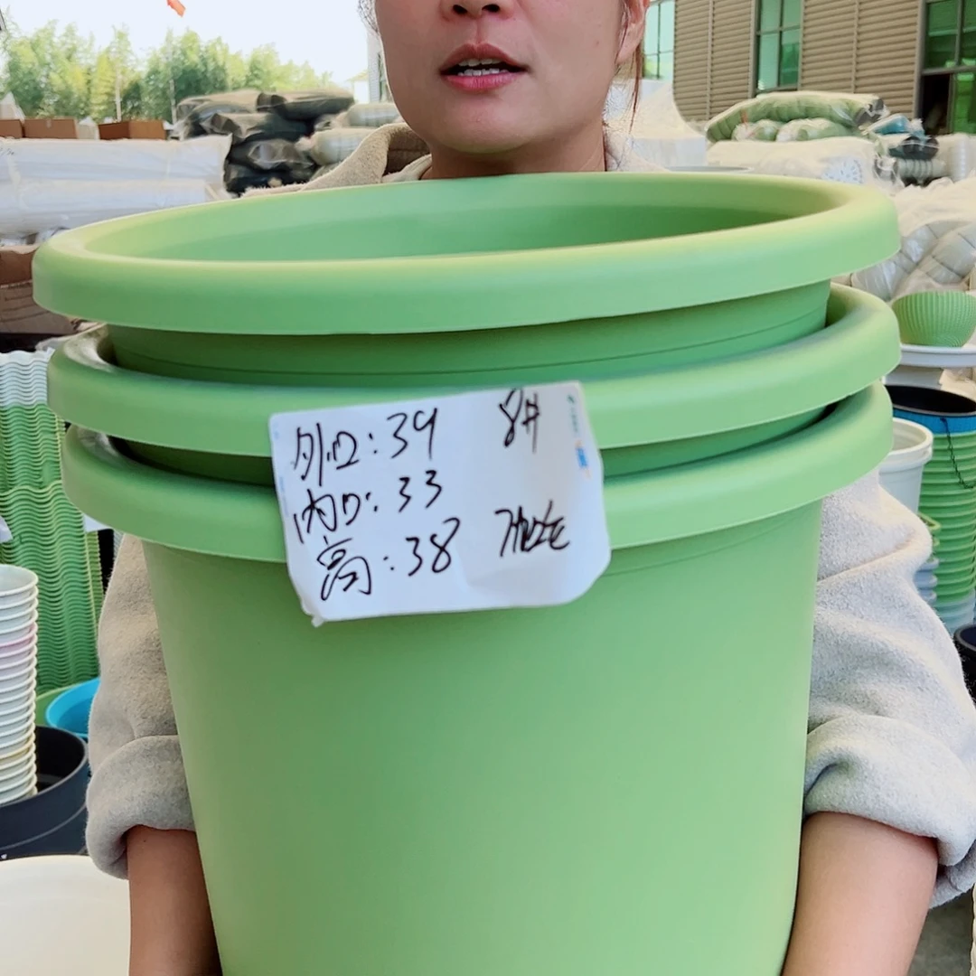 四季盆8#果绿色5个无托