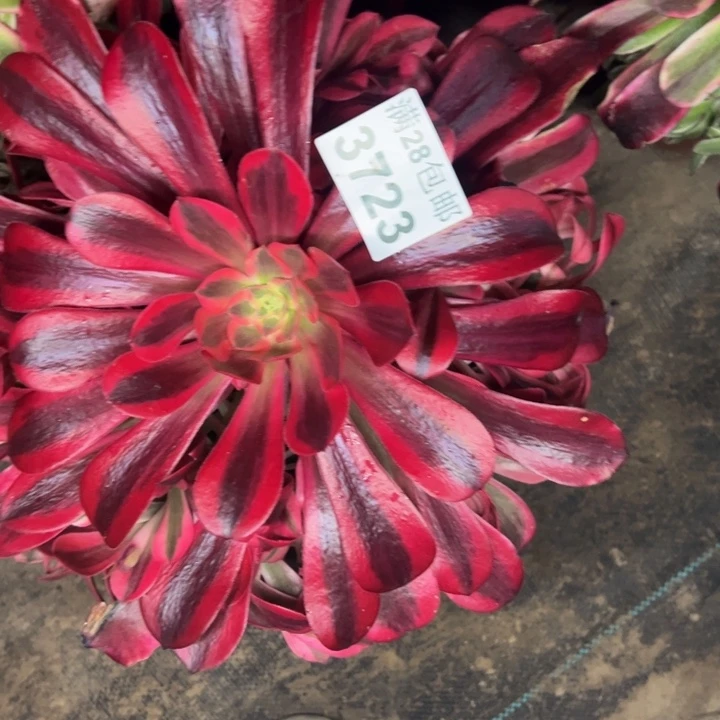 那***开3723南美杜莎多肉植物