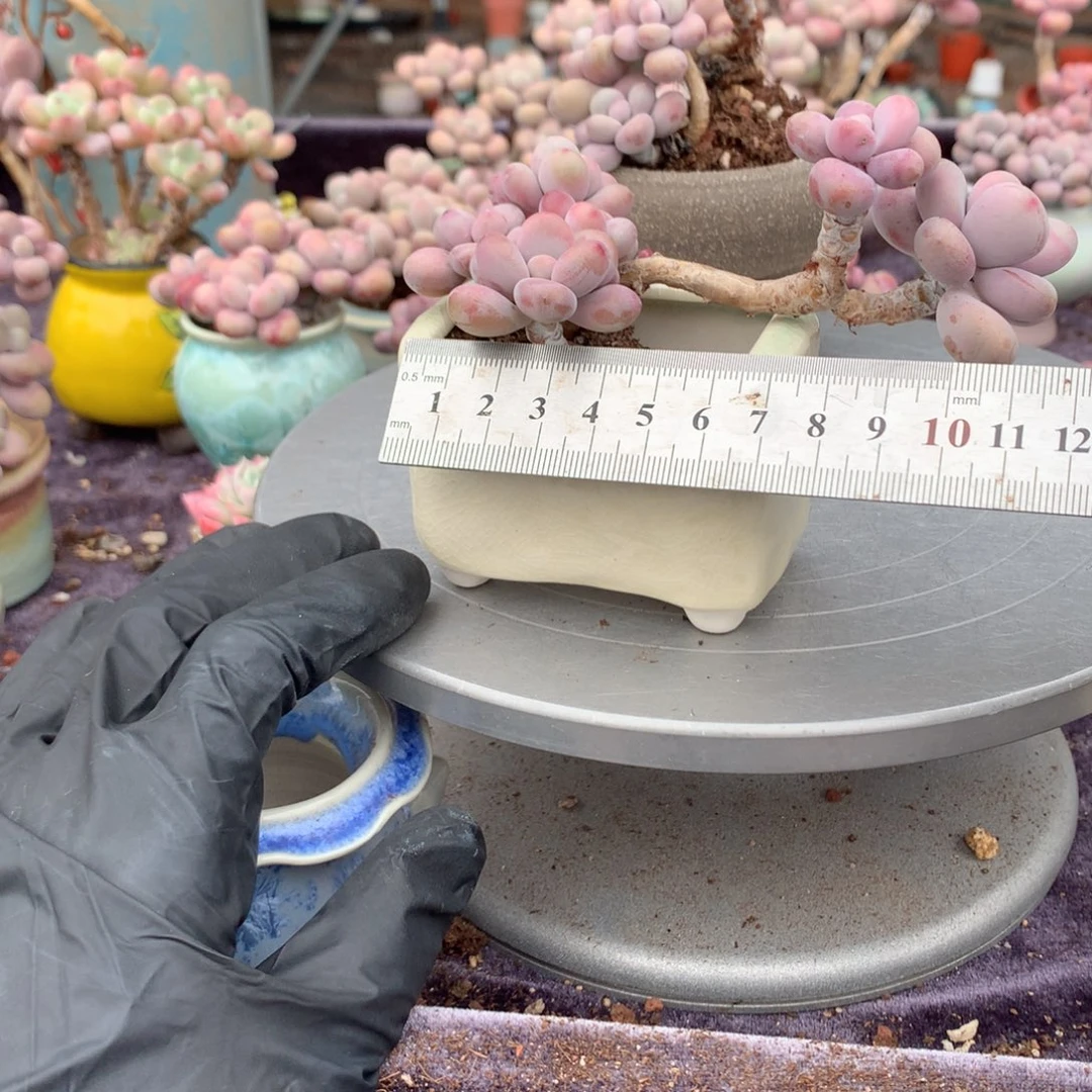 38号带盆偏远地区不包邮的