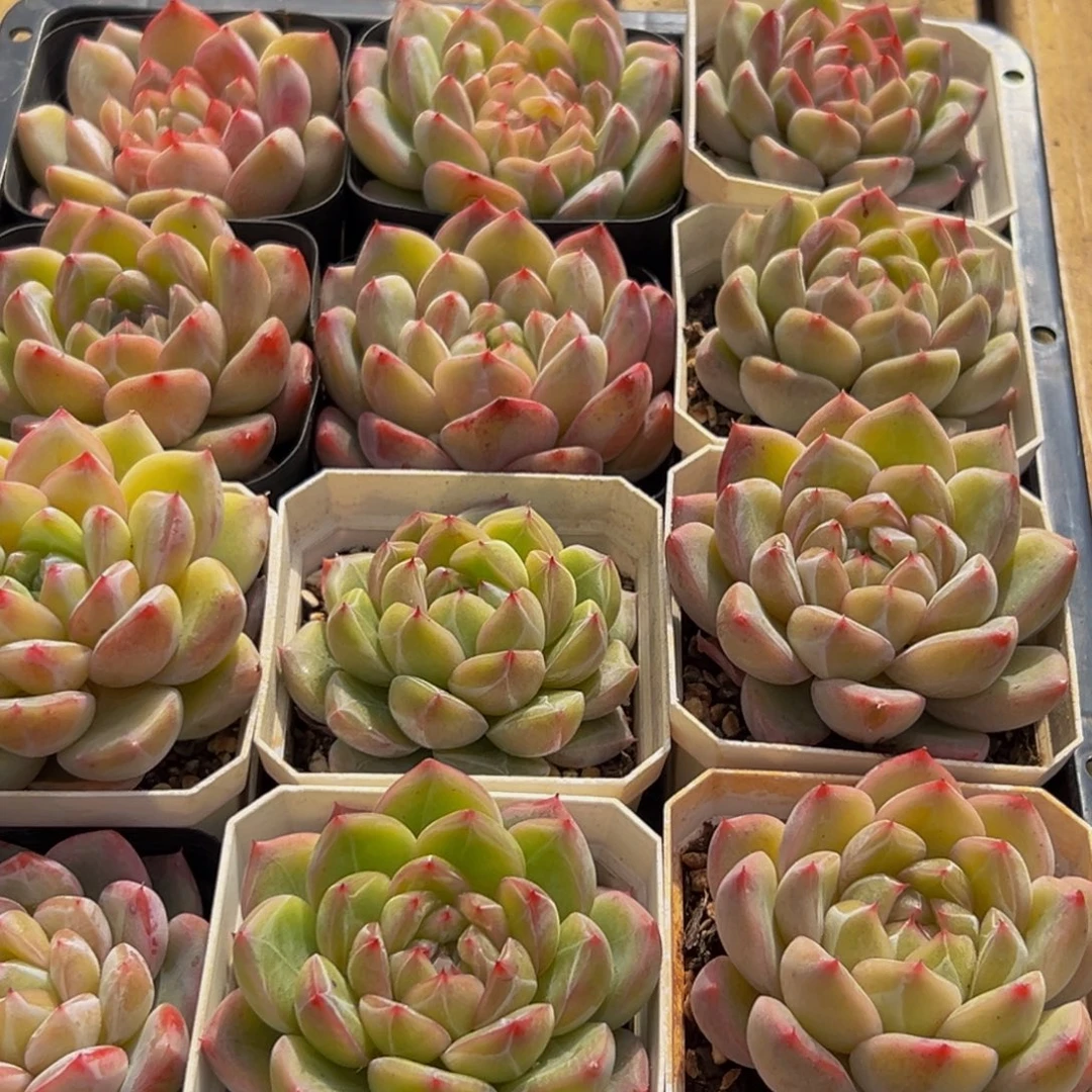 115多肉葡萄的味道是真的很