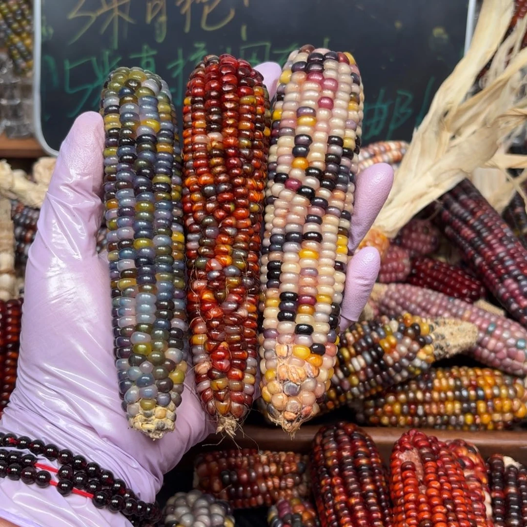 柏香籽/百香籽吊坠秋