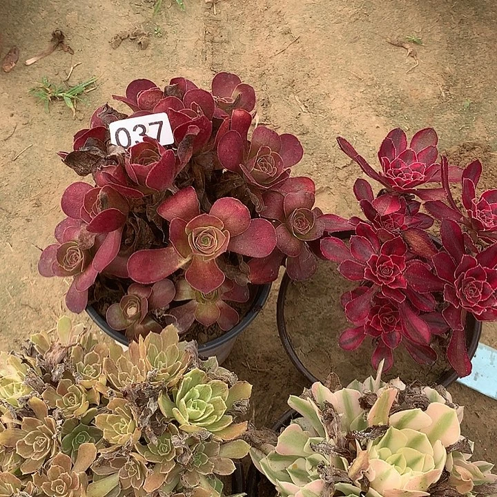 无花朵037四颗多肉植物组合
