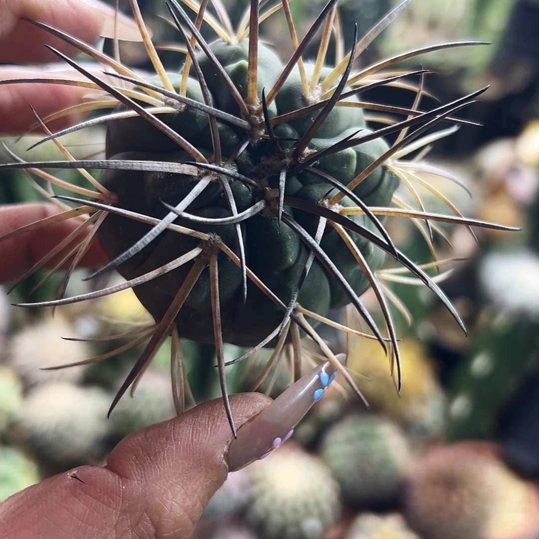 肤刺天平仙人球1111111